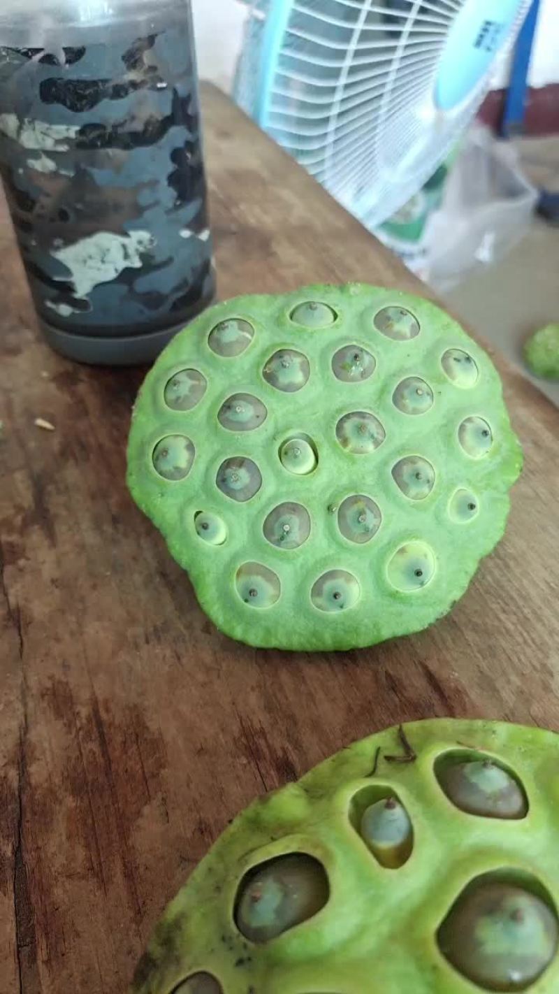 水果莲，麻莲