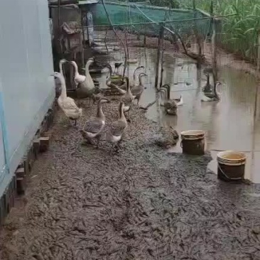 柴鸡大鹅