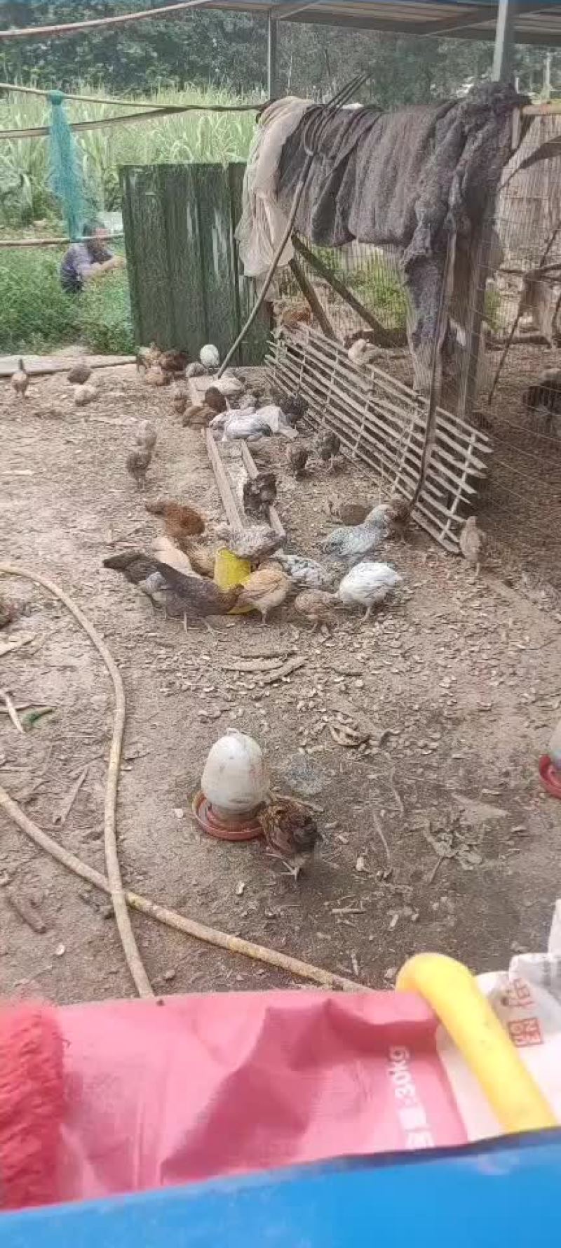 柴鸡大鹅
