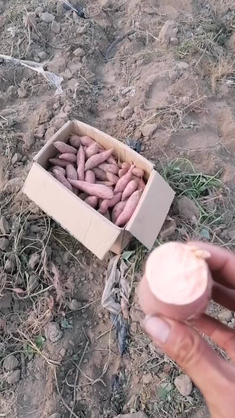 蜜薯