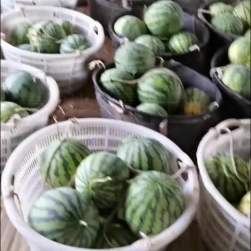 麒麟瓜，美都，小薄皮，脆甜奭口