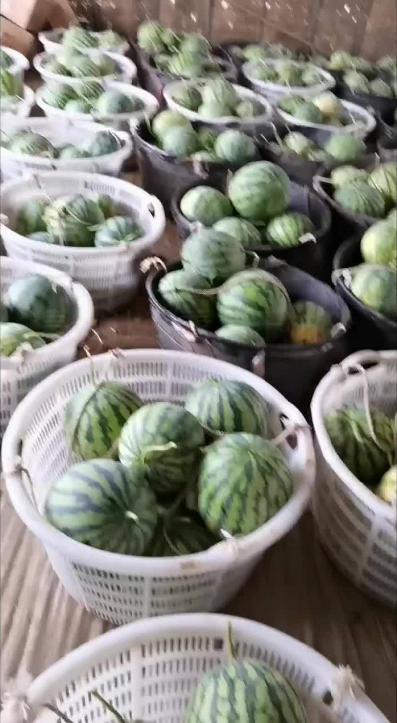 麒麟瓜，美都，小薄皮，脆甜奭口