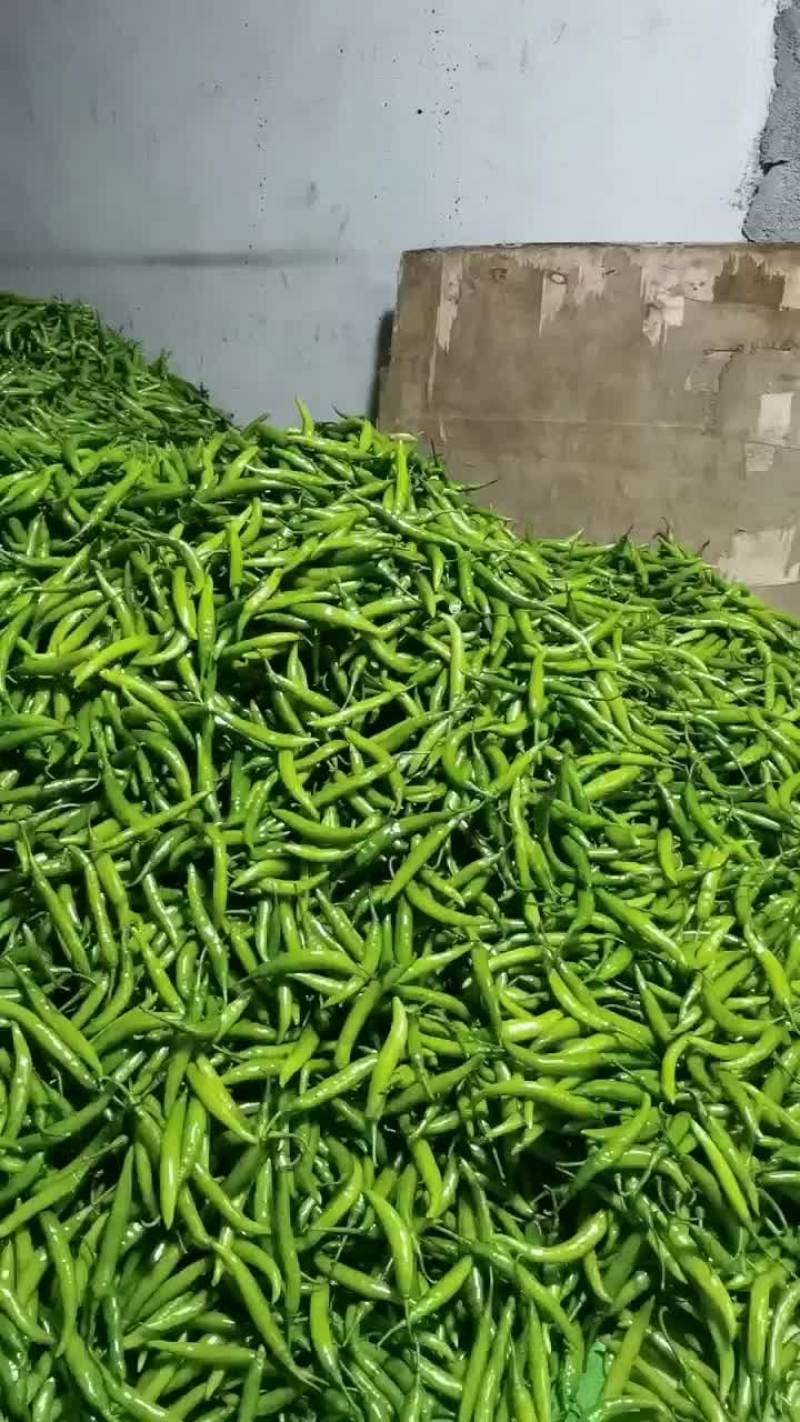 杭椒大量有货，0.4.0.5钱