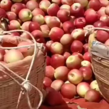 苹果……梨子