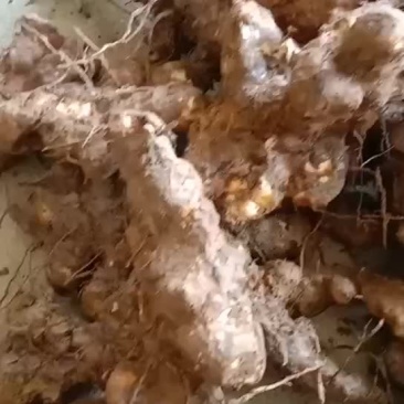 新鲜白肉土茯苓