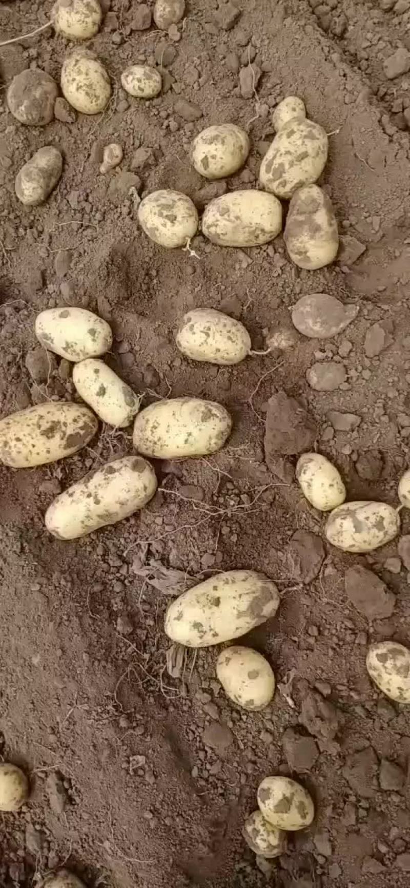 土豆