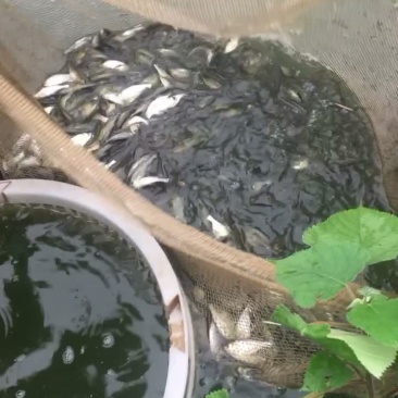 白莲苗花鲢鱼苗草鱼苗鲫鱼苗鲤鱼苗螺丝青鱼苗黄辣丁苗武昌鱼