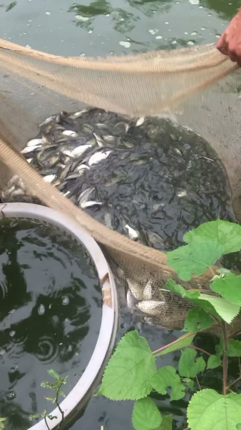 白莲苗花鲢鱼苗草鱼苗鲫鱼苗鲤鱼苗螺丝青鱼苗黄辣丁苗武昌鱼