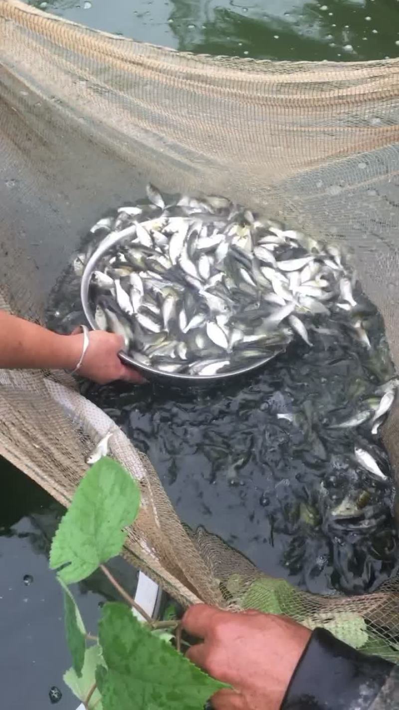 白莲苗花鲢鱼苗草鱼苗鲫鱼苗鲤鱼苗螺丝青鱼苗黄辣丁苗武昌鱼