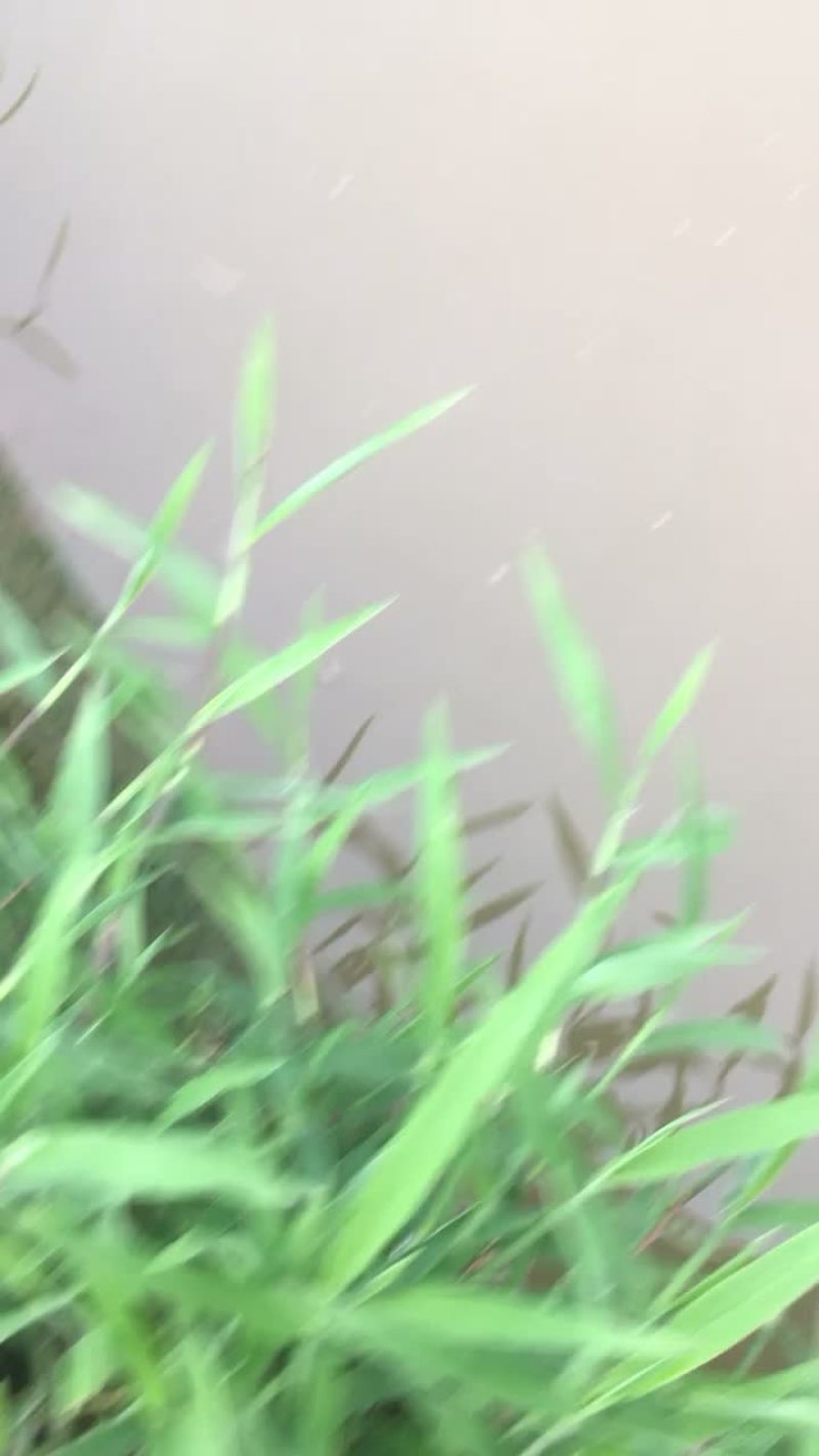 白莲苗花鲢鱼苗草鱼苗鲫鱼苗鲤鱼苗螺丝青鱼苗黄辣丁苗武昌鱼
