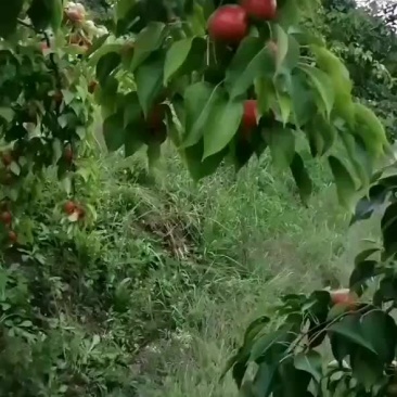 南果梨