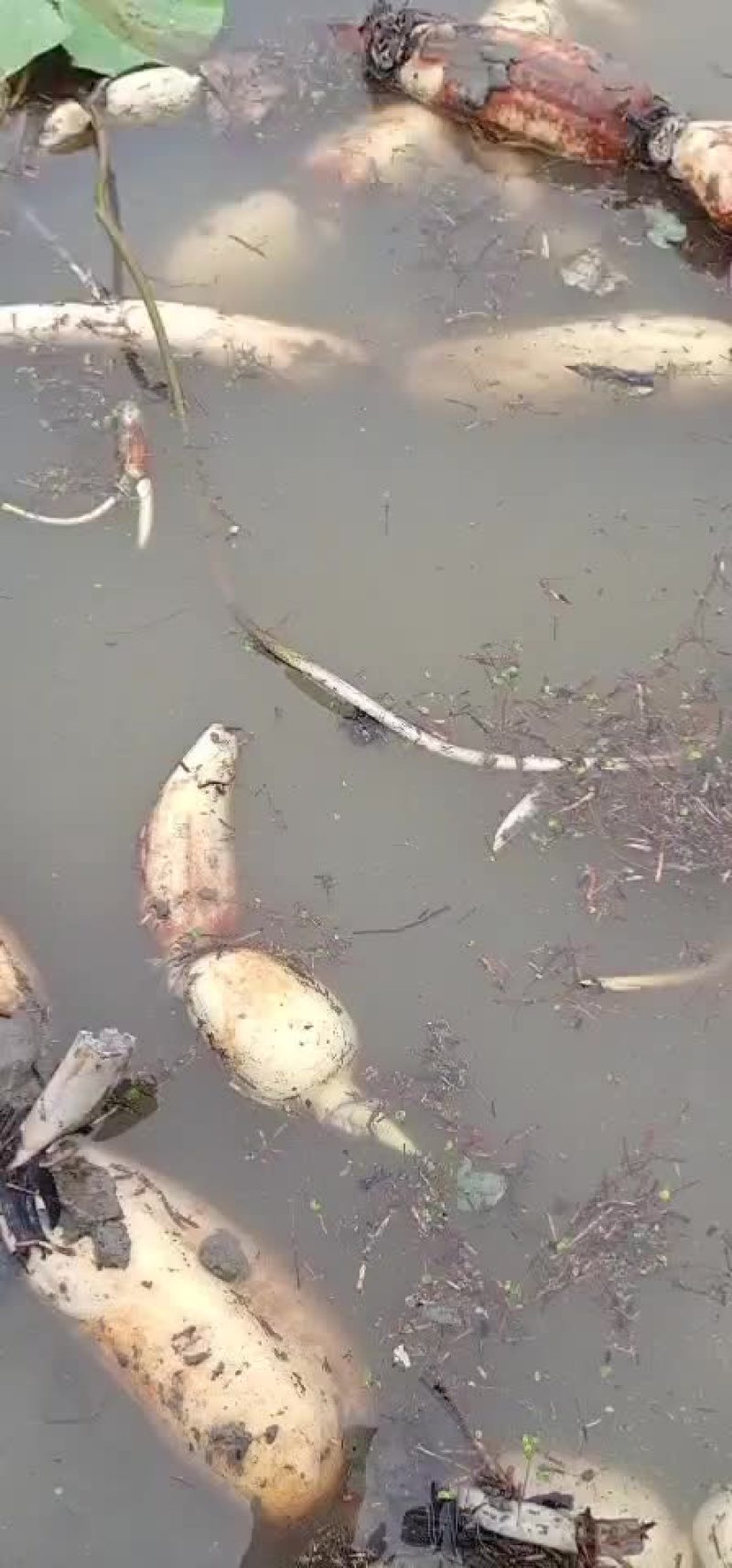 莲藕