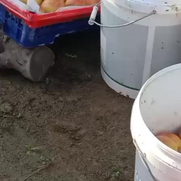 大红袍李子上市了