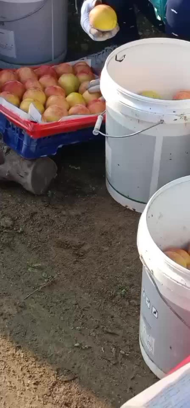大红袍李子上市了