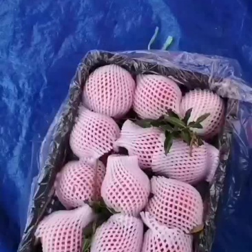 欢迎各位老板来采购
