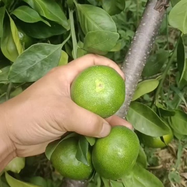 清江密橘