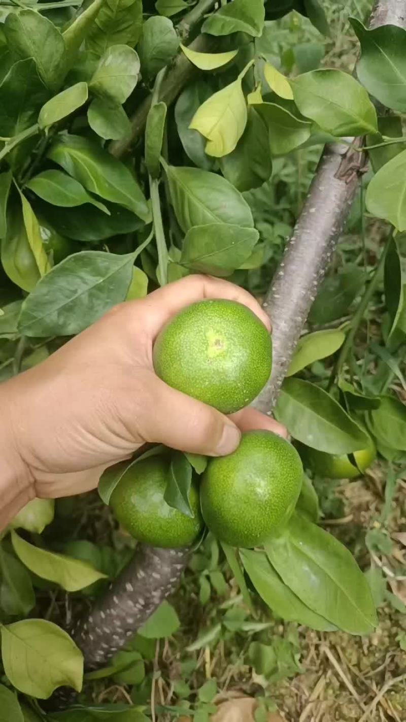清江密橘