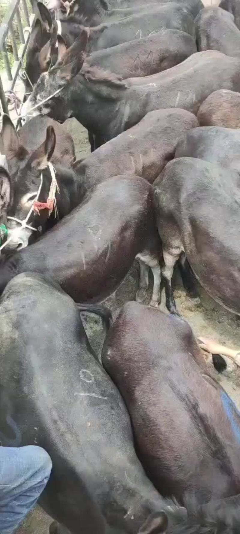 活畜