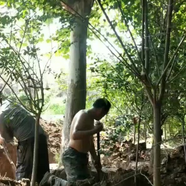 法桐：乔木类苗木，街道小区绿化工程苗木，