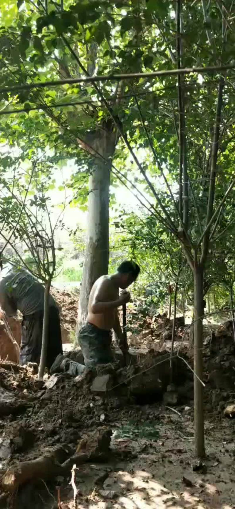 法桐：乔木类苗木，街道小区绿化工程苗木，