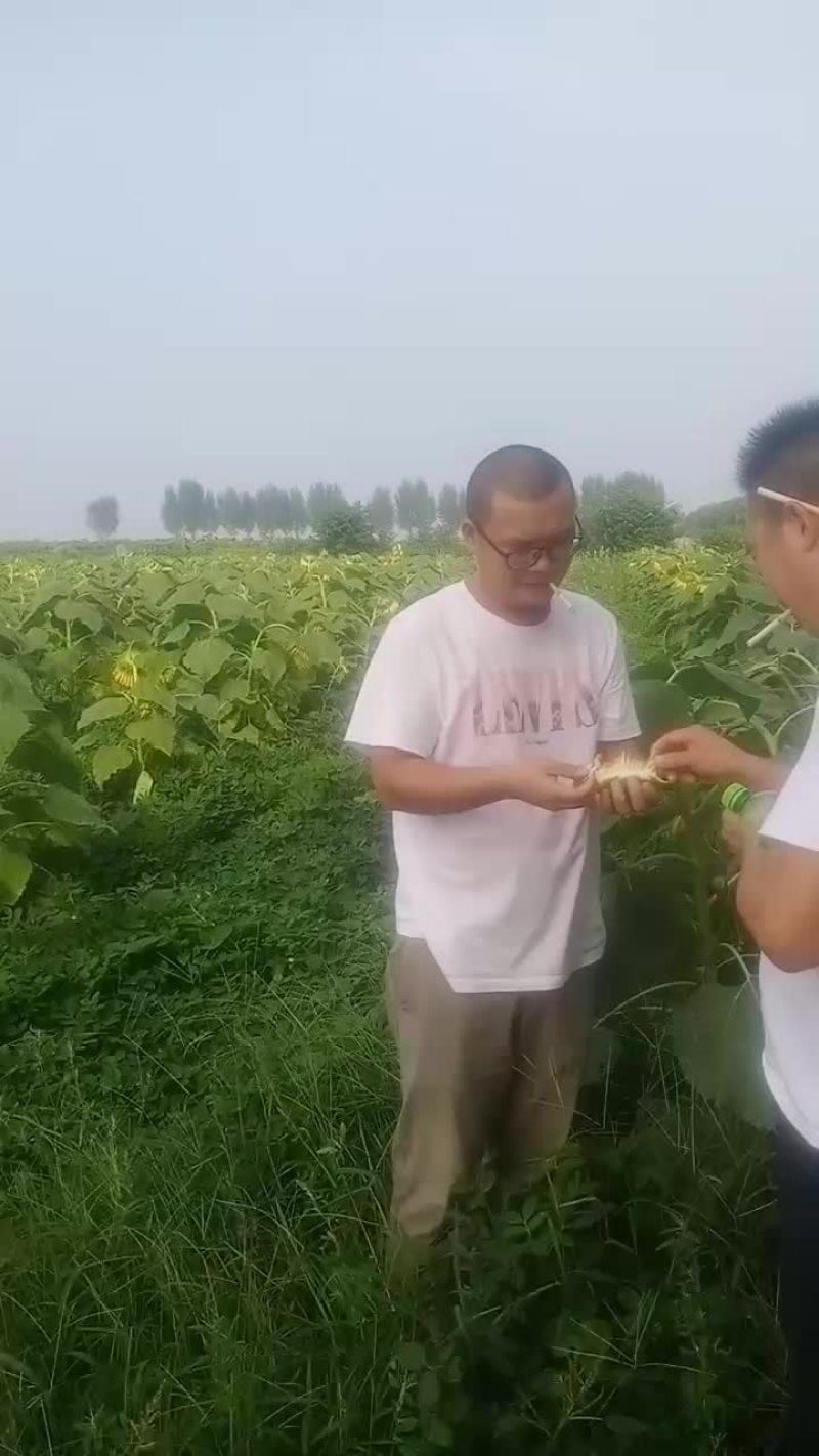 向曰癸大量上市，每盘直经25公分至三十五公分，欢迎客商到