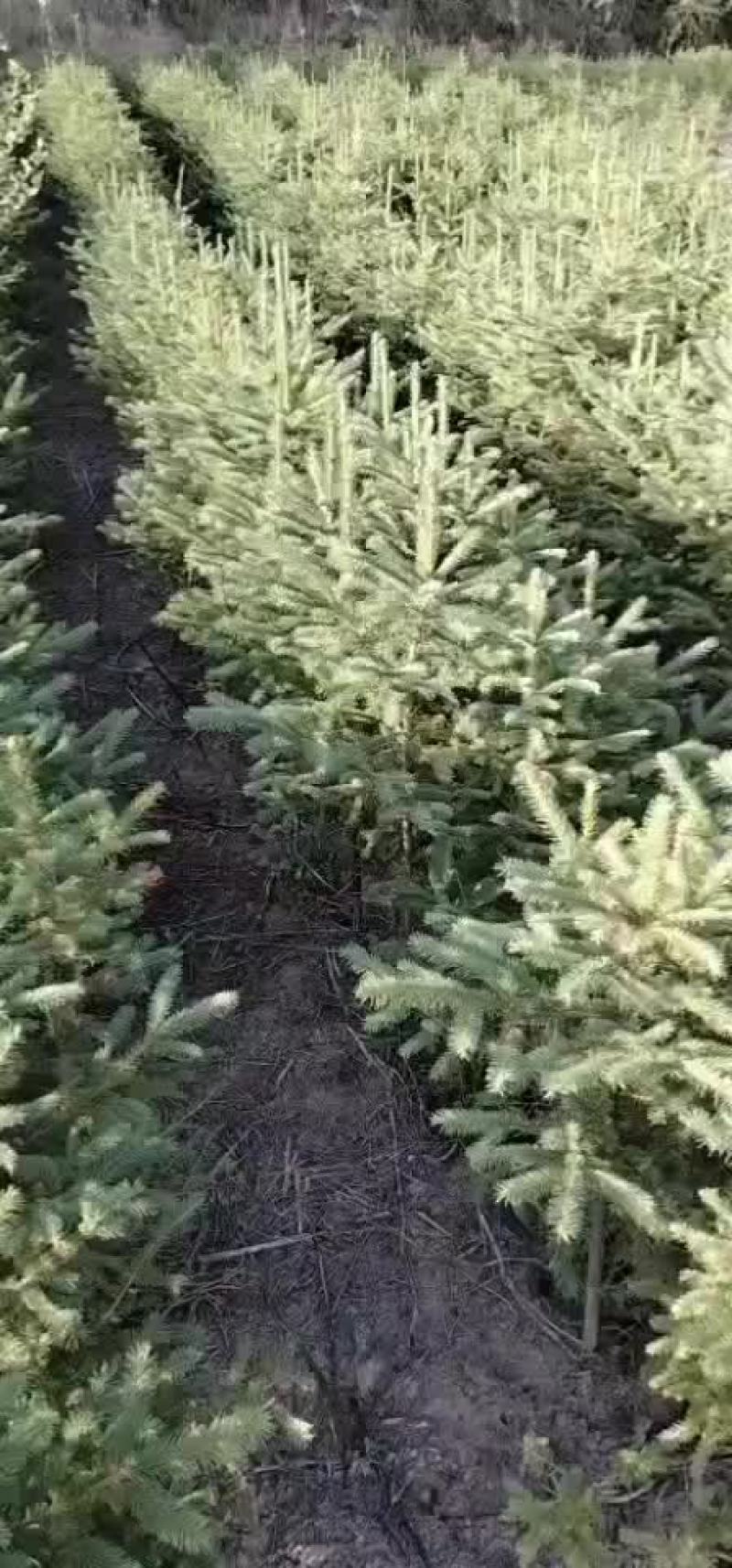 云杉