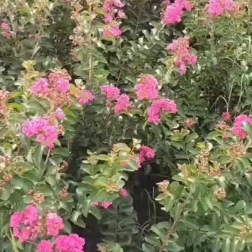 小叶紫薇
