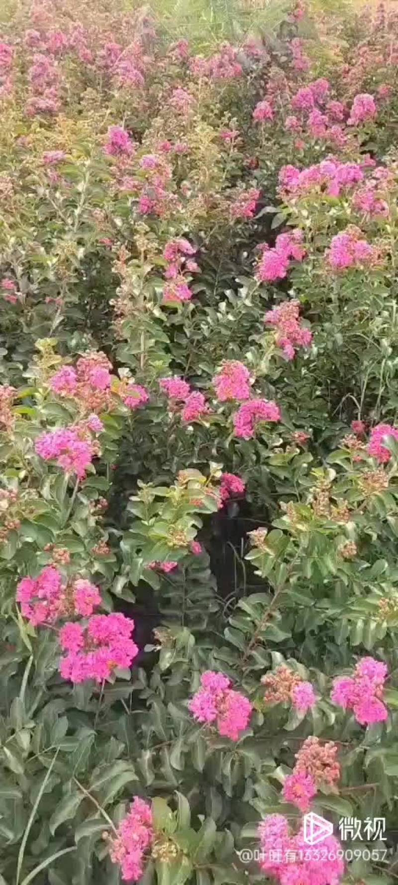 小叶紫薇