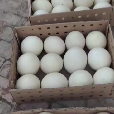 营养丰富的鸵鸟蛋出售中需要的联系