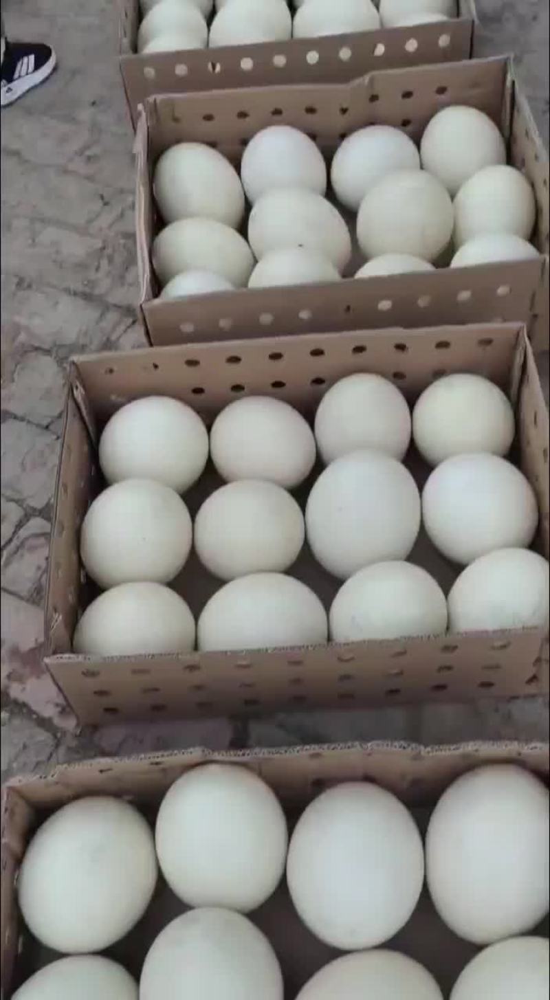 营养丰富的鸵鸟蛋出售中需要的联系