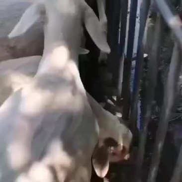 精品绵羊出售中，需要的联系