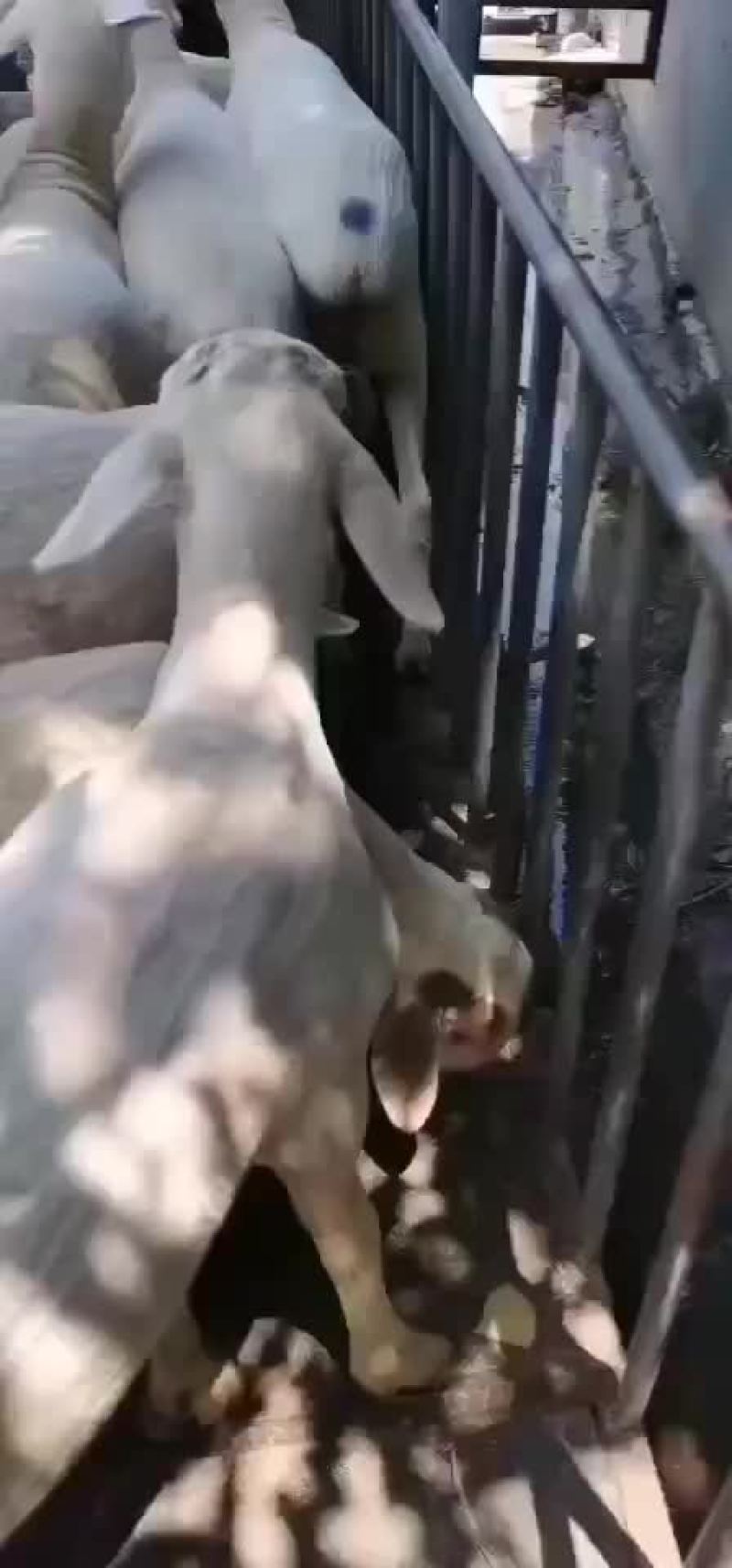 精品绵羊出售中，需要的联系