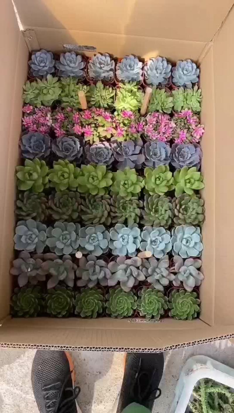 9色混搭多肉随机