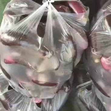 蒲城茄子上市了，有需要的老板请联系我