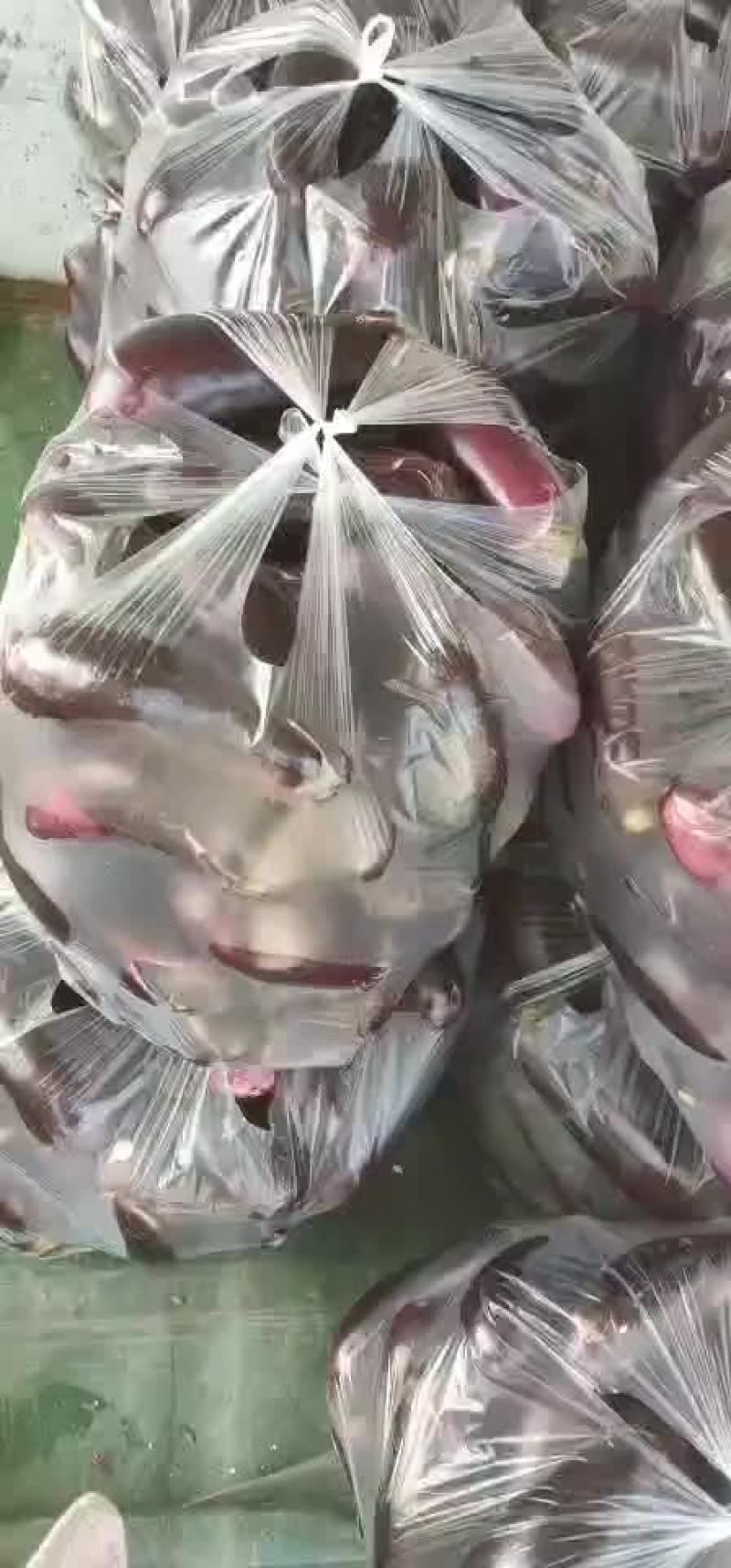 蒲城茄子上市了，有需要的老板请联系我