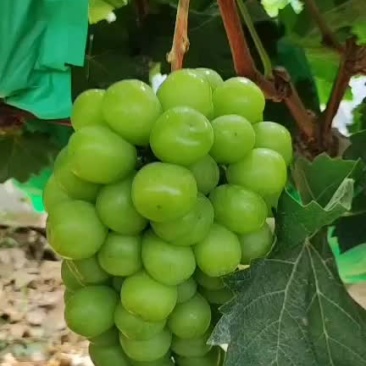 阳光玫瑰