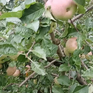 丑苹果