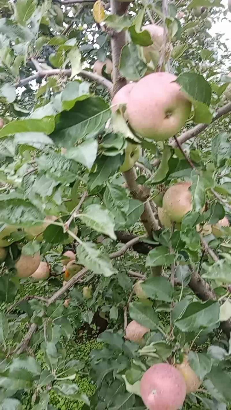 丑苹果