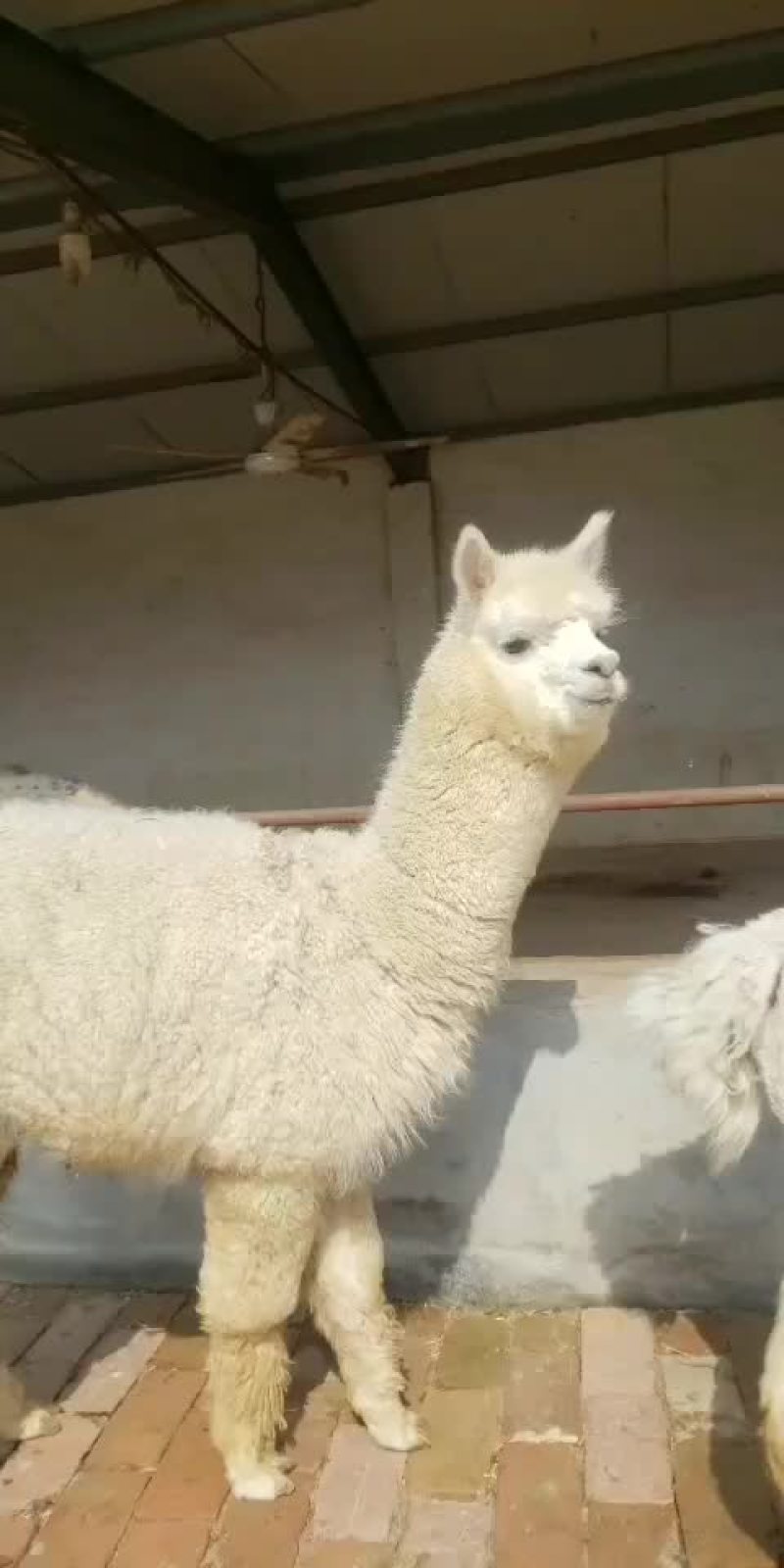 租赁羊驼观赏羊驼大量低价出售中，一只也全国发货货到付款。