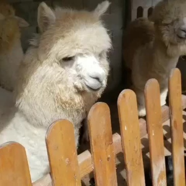 租赁羊驼观赏羊驼大量低价出售中，一只也全国发货货到付款。