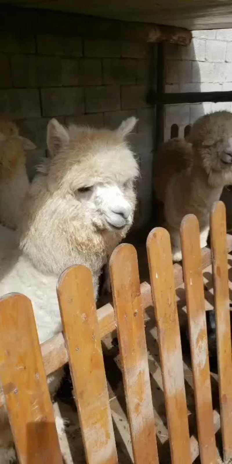 租赁羊驼观赏羊驼大量低价出售中，一只也全国发货货到付款。
