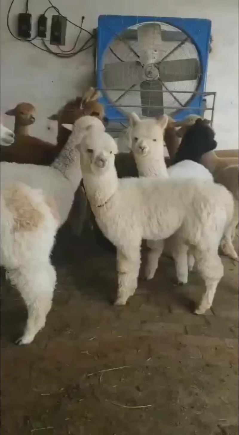 租赁羊驼观赏羊驼大量低价出售中，一只也全国发货货到付款。