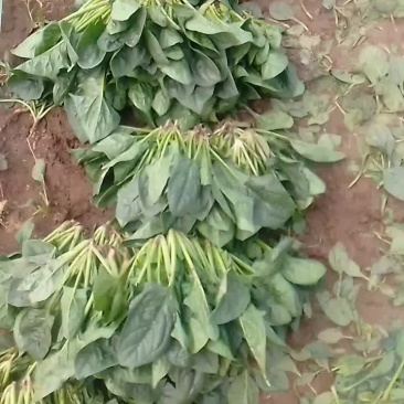 黑苗小菠菜