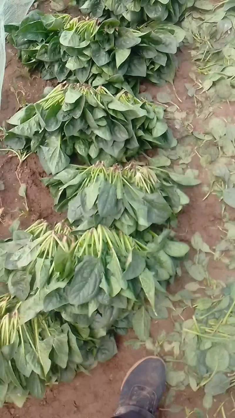 黑苗小菠菜