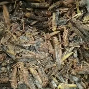 蚂蚱