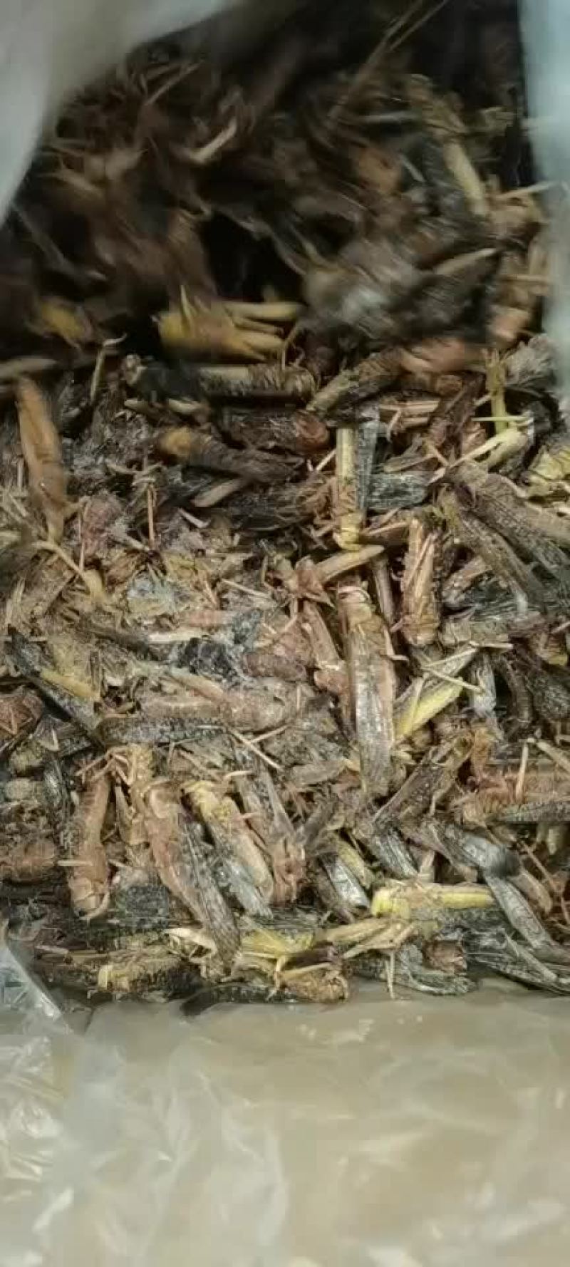 蚂蚱