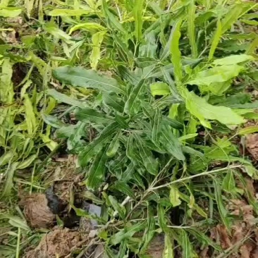 澳洲坚果嫁接苗，清场处理