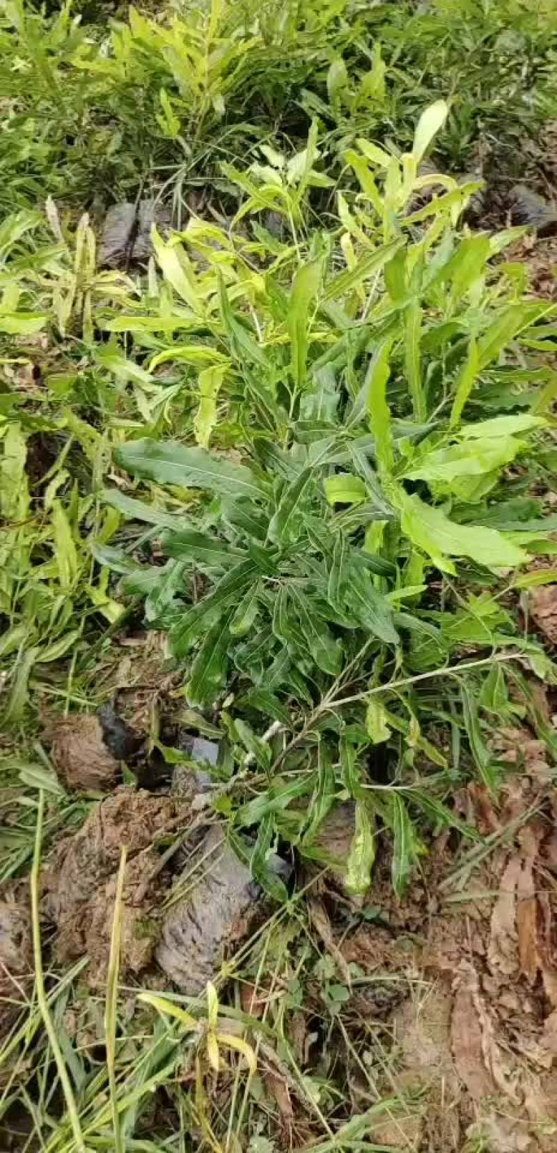 澳洲坚果嫁接苗，清场处理