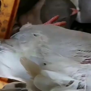 白鸽批发
