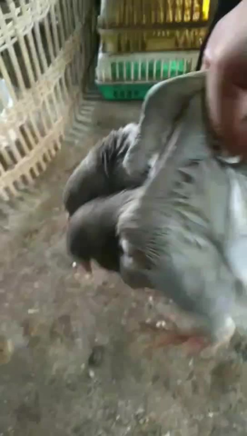 白鸽批发